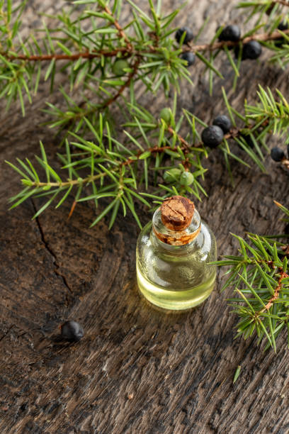 istock Essential oil bottle with fresh juniper twigs on a table 1288456474