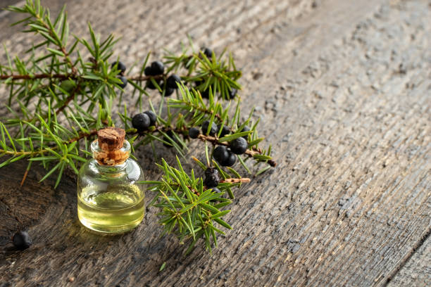 istock A bottle of essential oil with fresh juniper twigs 1288456488