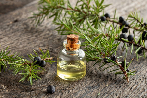 istock A bottle of essential oil with fresh juniper 1288456495