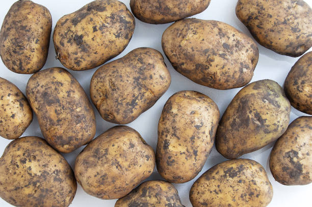 istock Dirty potato tubers on white background. 1288456497