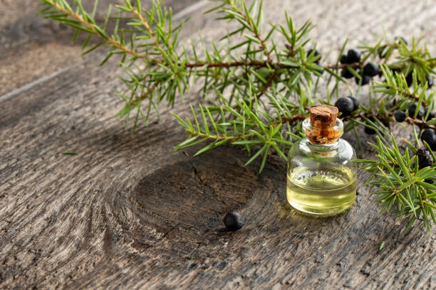 istock Essential oil bottle with juniper twigs and berries 1288456503