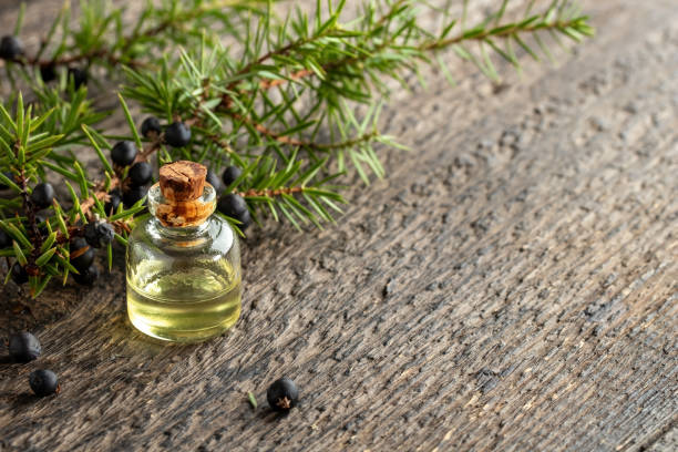 istock A bottle of essential oil with fresh juniper 1288456522