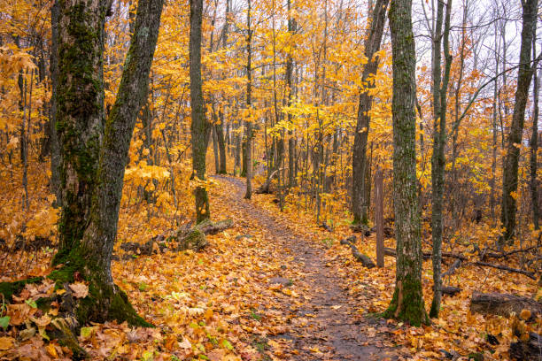 USA, Adventure, Minnesota, State Park, Autumn
