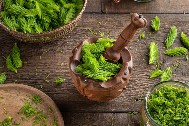 puntas de abeto joven - ingrediente para preparar jarabe contra la tos - mortar and pestle wood healthcare and medicine jar fotografías e imágenes de stock