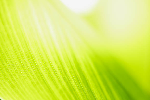 istock Closeup of nature view of green leaf on blurred greenery background with copy space using as background natural green plants landscape, ecology, fresh wallpaper concept. 1288457706
