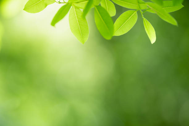 istock Beautiful nature view green leaf on blurred greenery background under sunlight with bokeh and copy space using as background natural plants landscape, ecology wallpaper concept. 1288457707