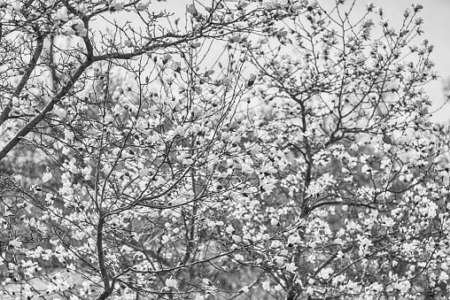 Magnolia tree in springtime in black and white