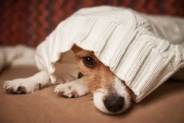 Photo of Jack Russell terrier dog keep warm under wool sweater. Pet care concept