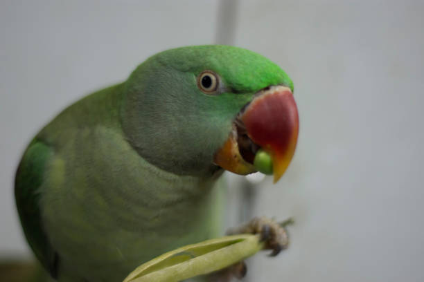 istock indian ringneck parrot talking and playing in the house 1288459197