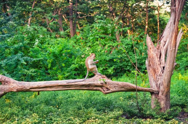 istock monkey sits and eating in the forest. 1288459439