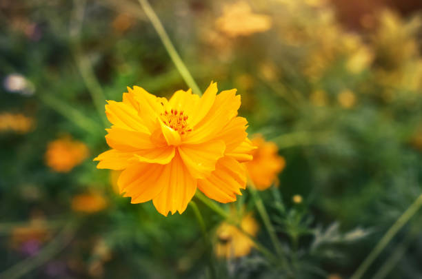 istock yellow flower  with sunlight, flower background 1288459528