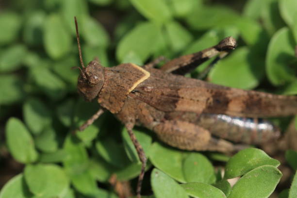 istock Grasshopper sitting on green grass 1288460583