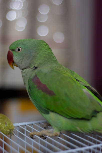 indian ringneck parrot talking and playing in the house indian ringneck parrot talking and playing in the house krameri stock pictures, royalty-free photos & images