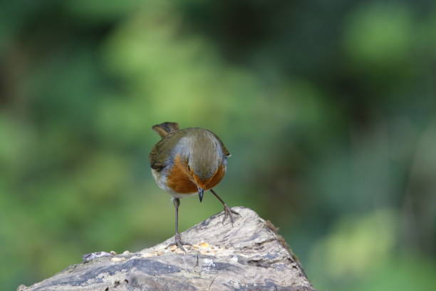 istock Eurasian robin feeding in the woods 1288461053