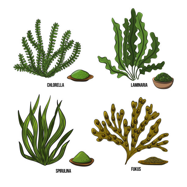 ilustrações, clipart, desenhos animados e ícones de conjunto de algas - chlorella, spirulina, algas, laminaria, fucus. algas comestíveis verdes e vermelhas. desenho preto e multicolorido em um fundo branco. ilustração desenhada à mão vetorial - spirulina bacterium seaweed food clipping path