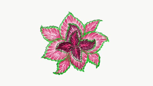 Illustration Footage of Coleus or Painted Nettle Plants