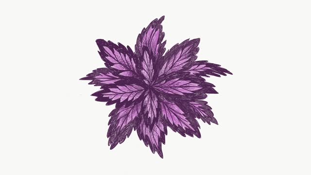 Illustration Footage of Coleus or Painted Nettle Plants