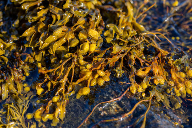 istock Brown algae on the seacoast in Norway 1288464688
