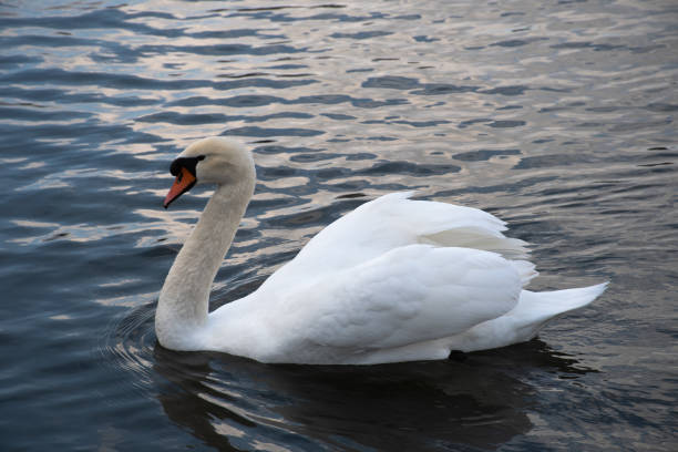 istock White Swan Swimming 1288465393