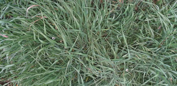 istock pale green grass with many raindrops on it 1288466459