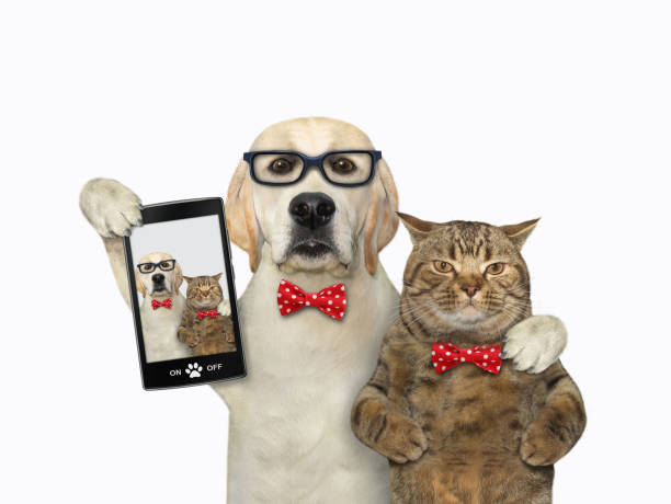 istock Dog takes selfie with cat 1288466630