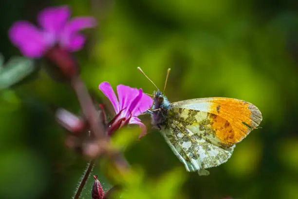 Anthocharis cardamines Orange tip male butterfly feeding on pink flower Geranium robertianum.