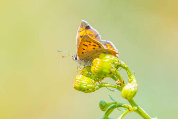 Closeup of a small or common Copper butterfly, lycaena phlaeas, feeding nectar of white flowers in a floral and vibrant meadow with bright sunlight.