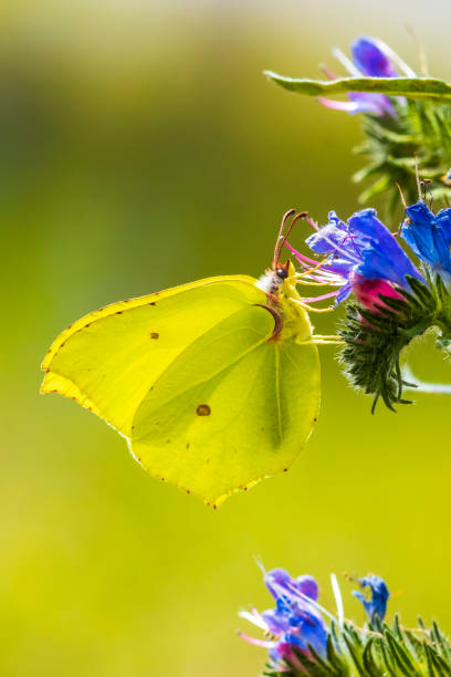 A common brimstone butterfly, gonepteryx rhamni, feeding nectar from a butterfly-bush or Buddleja