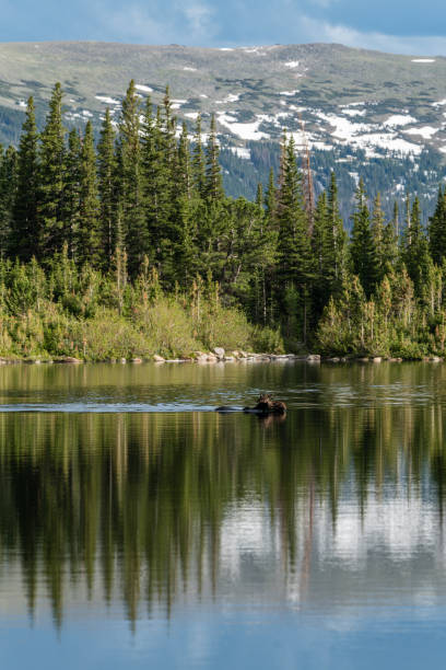 istock Moose Swimming in Colorado Lake 1288468889