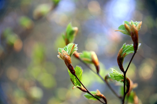 Group of new beech leaves in bloom, with bokeh effect