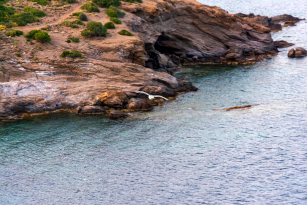 istock Flying seagull over the sea 1288469164