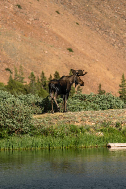 istock Bull Moose in Colorado 1288469305