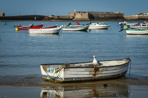 A seagull among the fishing boats of the port of Cadiz