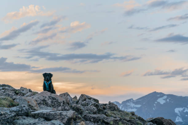 istock Mountain Dog in Colorado 1288470079
