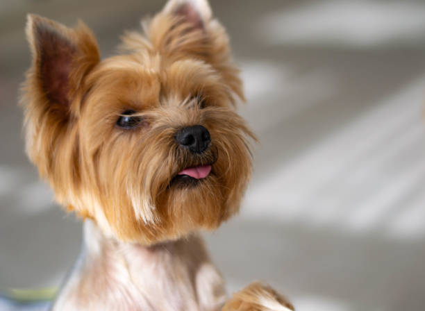 istock Funny dog portrait 1288470472