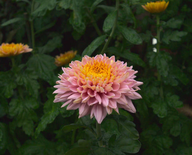Floer Pictures | Download Free Images on Unsplash