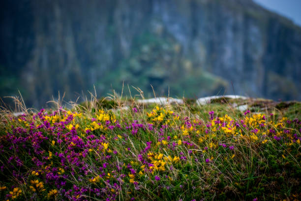 wilde blumen an einem klippenrand am meer - cliff at the edge of grass sea stock-fotos und bilder