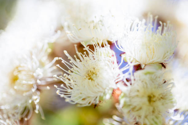Eucalyptus white flowers, White blossoms of the Australian native Red Bloodwood, nature background with copy space, full frame horizontal composition