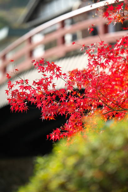 istock Red autumn leaves by an arched bridge 1288471824