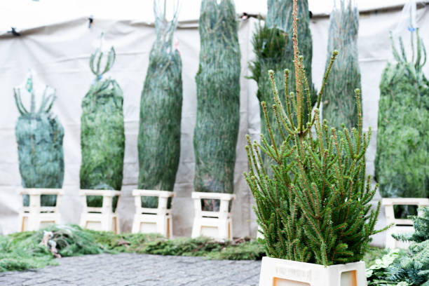 el árbol de navidad a la venta en el mercado - stockholm market europe sweden fotografías e imágenes de stock