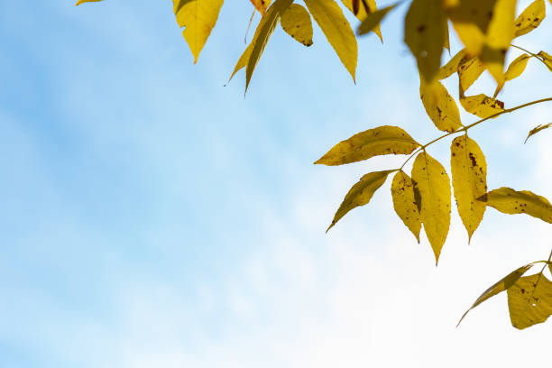 istock Bright yellow leaves with blue sky in background in autumn. 1288476684
