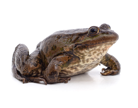 One brown frog isolated on a white background.