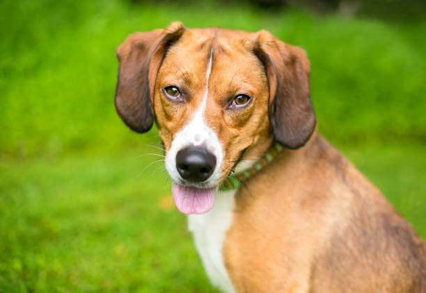 istock A Beagle mixed breed dog sitting outdoors 1288476854