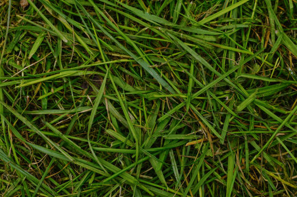 istock Pile of green grass. 1288476990