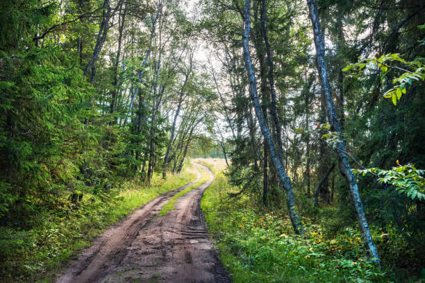 istock The road through the northern forest on Anzer Island (Solovetsky Islands) 1288479059