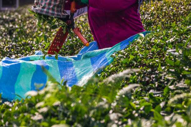 istock Rize tea plantations 1288479162