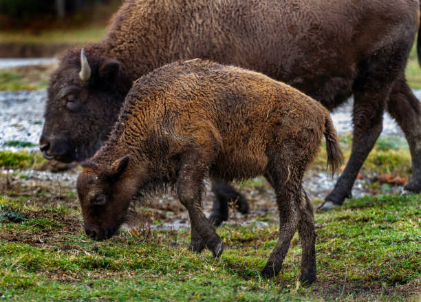 istock Momma and Baby Bison 1288482370