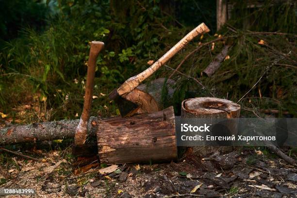 Two Old Wood Chopping Axes Stuck In A Tree Stump Stock Photo - Download Image Now - Bushcraft, Repairing, Axe