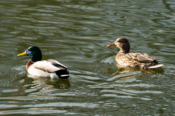 istock Close up portrait of ducks 1288484114