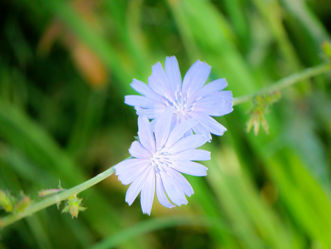 Chicory flowers in nature.